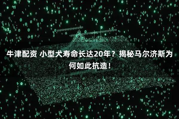 牛津配资 小型犬寿命长达20年？揭秘马尔济斯为何如此抗造！