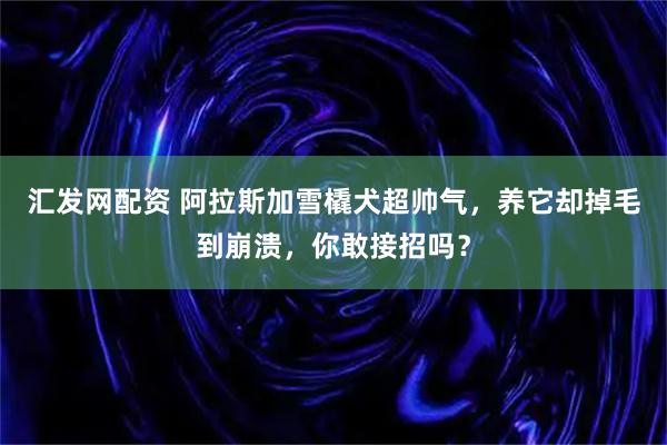 汇发网配资 阿拉斯加雪橇犬超帅气，养它却掉毛到崩溃，你敢接招吗？